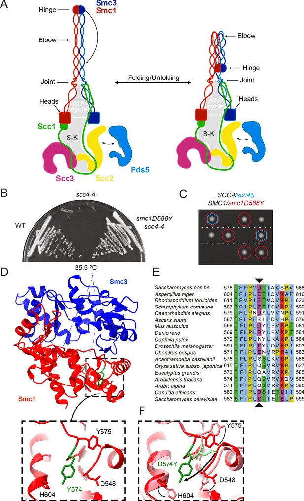 folding-of-cohesin-s-coiled-coil-is-important-for-scc2-4-induced