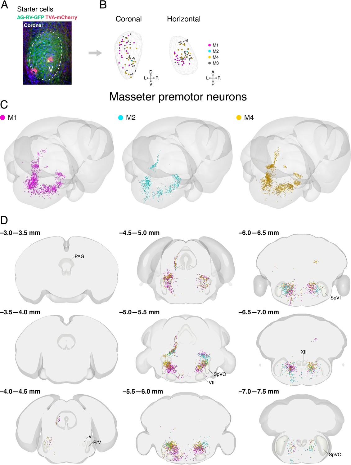 Figures And Data In Constructing An Adult Orofacial Premotor Atlas In ...