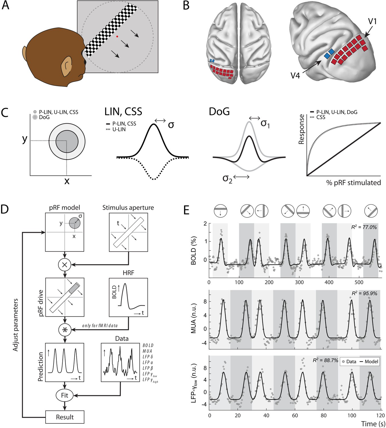 Population Receptive Fields In Nonhuman Primates From Whole Brain Fmri And Large Scale Neurophysiology In Visual Cortex Elife