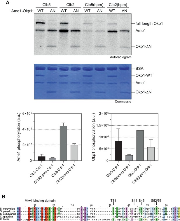 serial cloner 2 align protein sequences