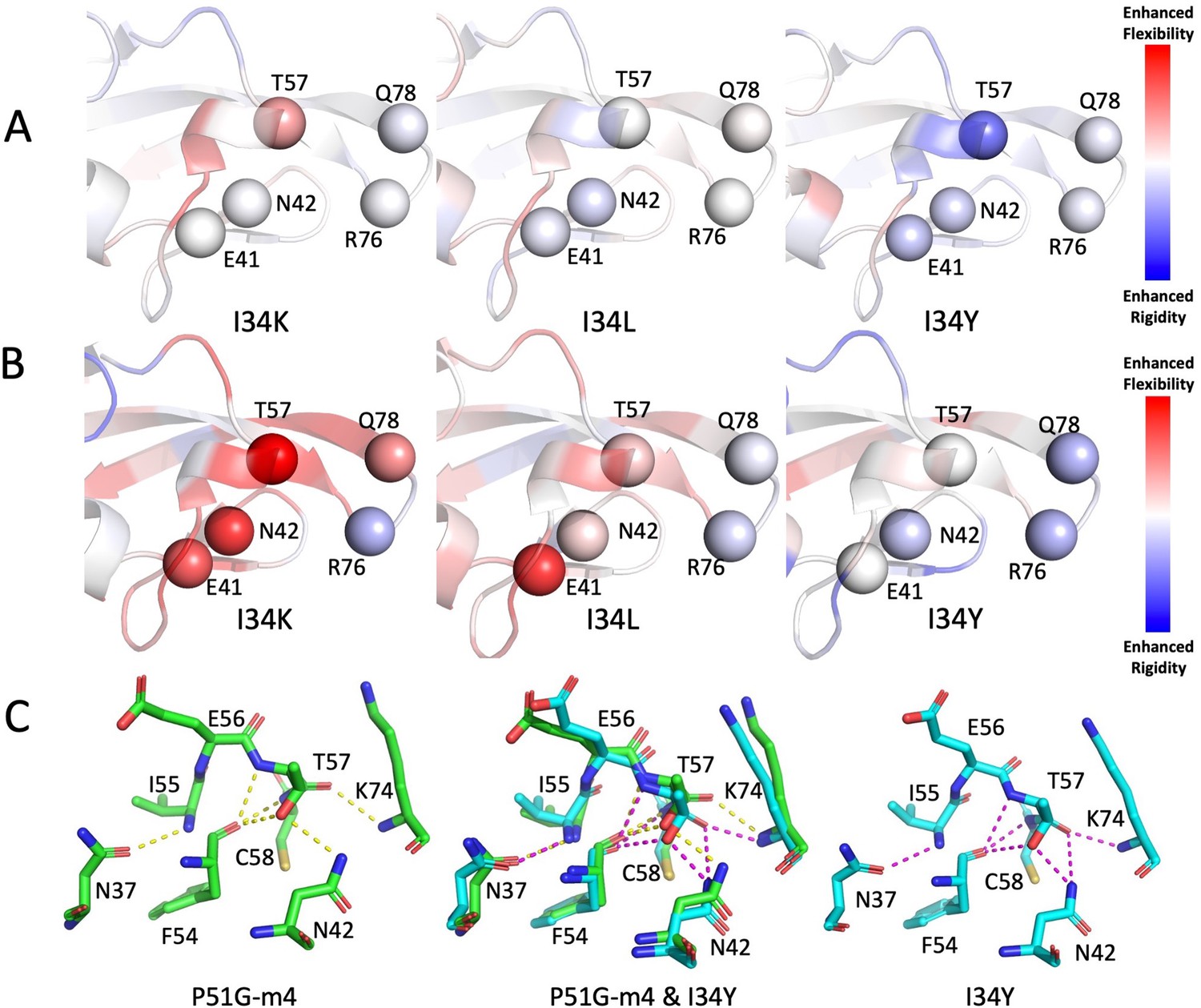 Design Of Novel Cyanovirin-N Variants By Modulation Of Binding Dynamics ...