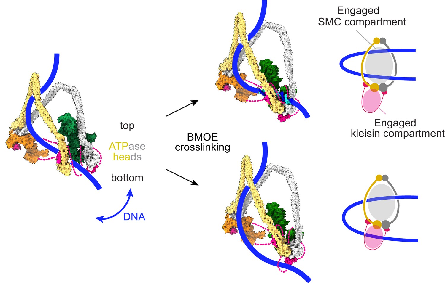 Figures And Data In A Brownian Ratchet Model For DNA Loop Extrusion By ...