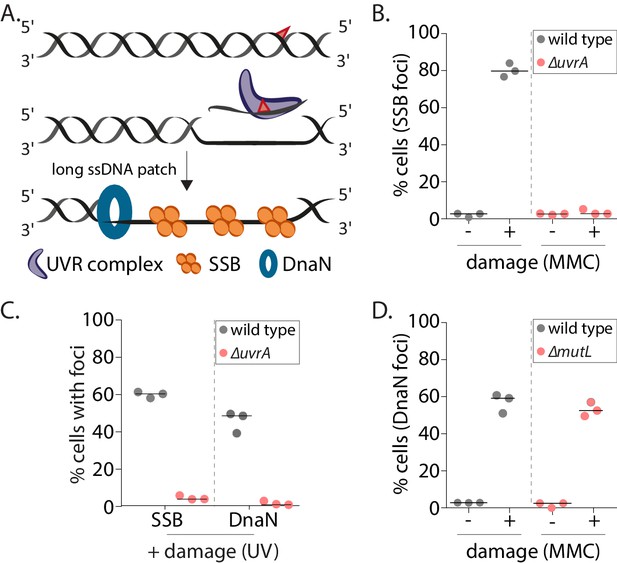 figures-and-data-in-coordination-between-nucleotide-excision-repair-and