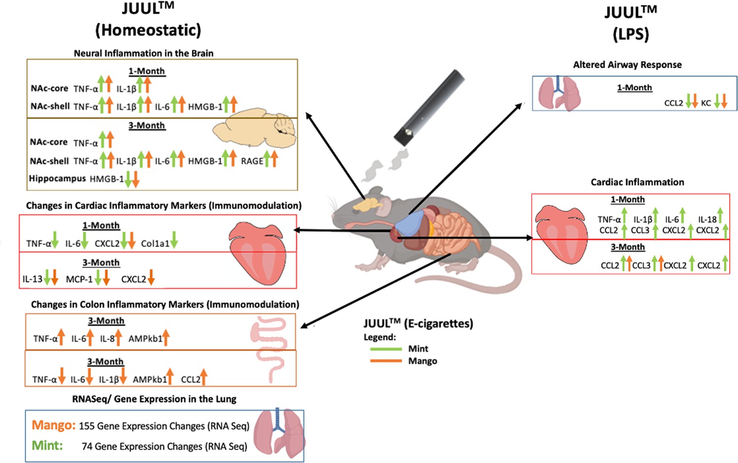 Effects of mango and mint pod based e cigarette aerosol inhalation