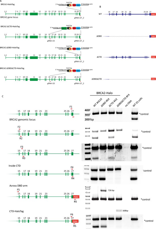 Figures And Data In Role Of BRCA2 DNA-binding And C-terminal Domain In ...