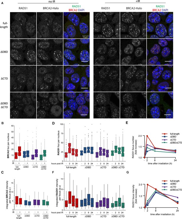 Role of BRCA2 DNA-binding and C-terminal domain in its mobility and ...