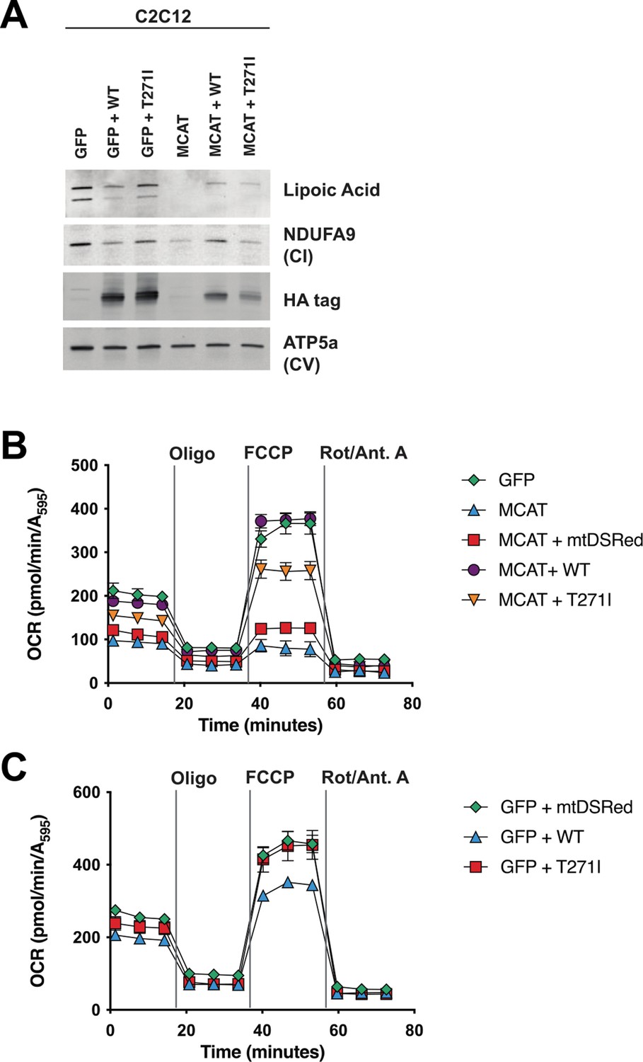 Recessive pathogenic variants in MCAT cause combined oxidative