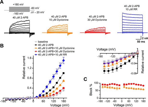 Figures and data in Therapeutic inhibition of keratinocyte TRPV3 ...