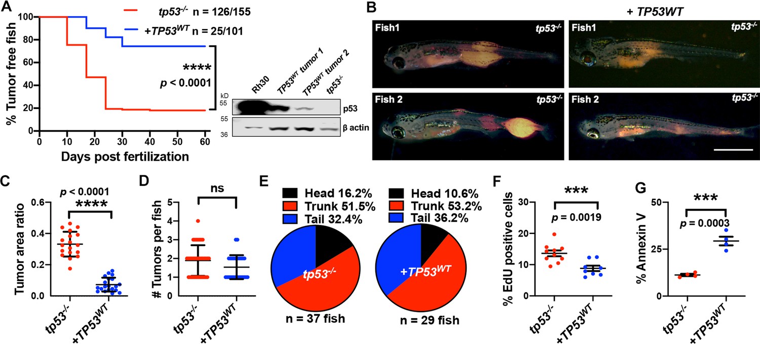 Defining function of wild-type and three patient-specific TP53 ...