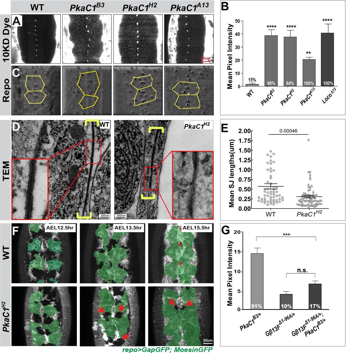 Figures And Data In The Camp Effector Pka Mediates Moody Gpcr Signaling