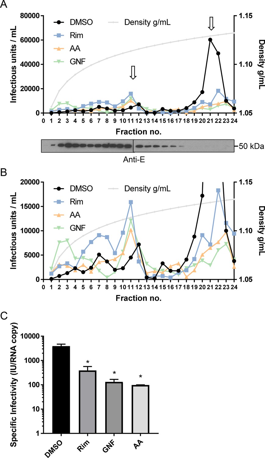 Inhibitors of the small membrane (M) protein viroporin prevent Zika virus  infection | eLife