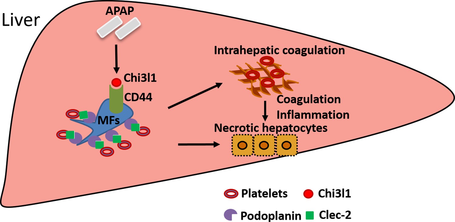 Chitinase Like Contributes To Acetaminophen Induced Liver Injury By