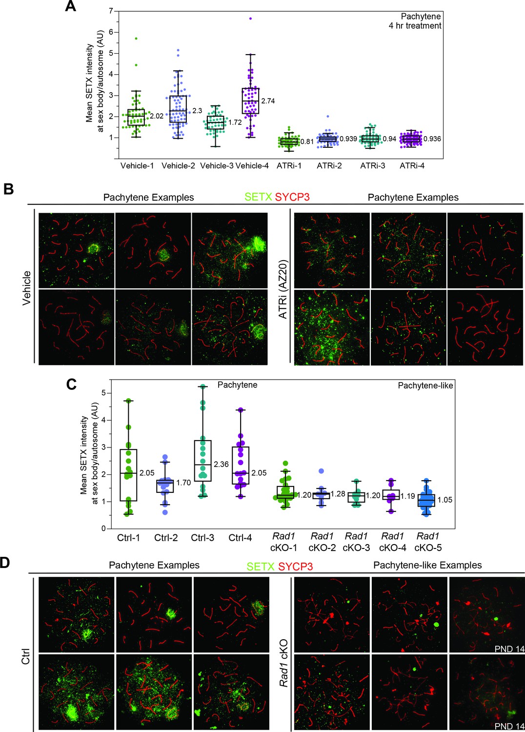 Figures And Data In Phosphoproteomics Of Atr Signaling In Mouse Testes Elife