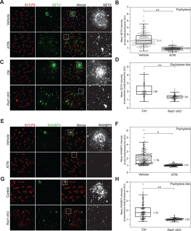 Phosphoproteomics Of Atr Signaling In Mouse Testes Elife