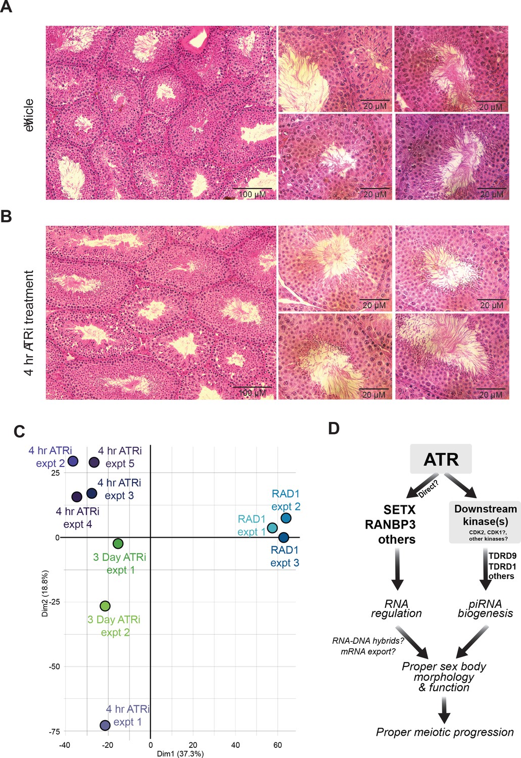 Figures And Data In Phosphoproteomics Of Atr Signaling In Mouse Testes Elife