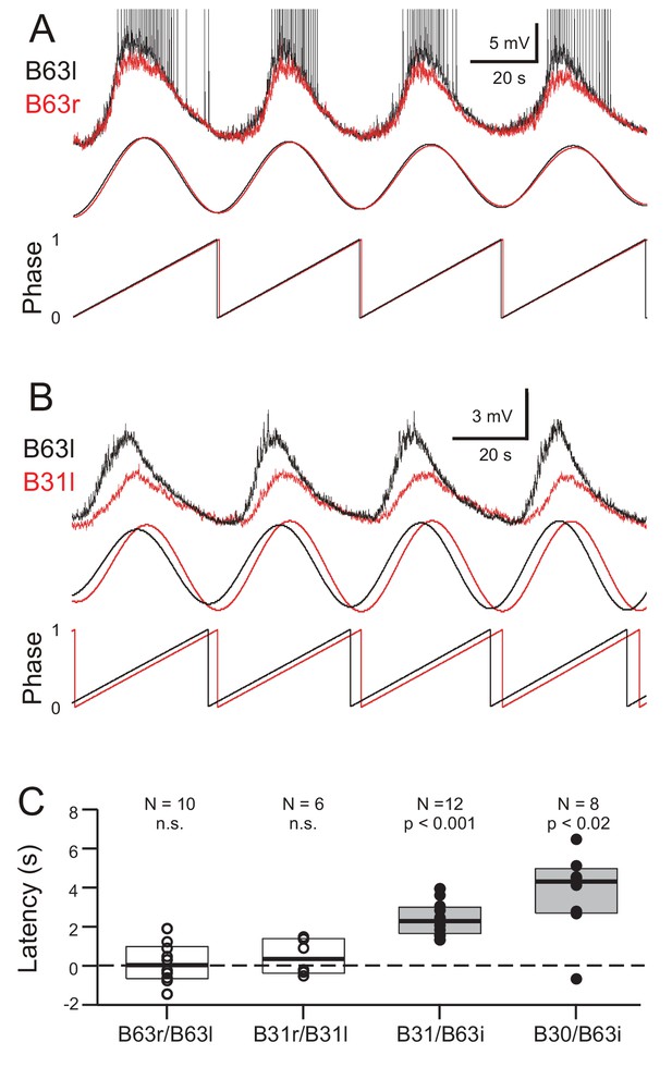 Figures and data in Organelle calcium-derived voltage oscillations in ...