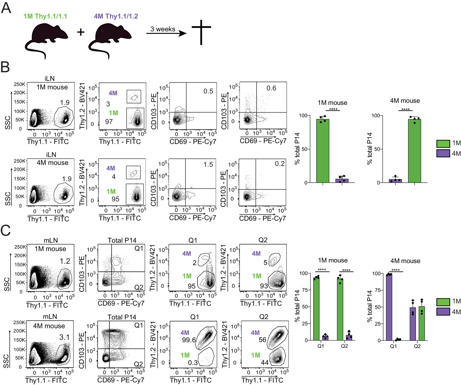 Protective Function And Durability Of Mouse Lymph Node Resident Memory Cd8 T Cells Elife