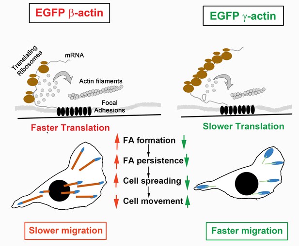 Figures And Data In Different Translation Dynamics Of β- And γ-actin ...