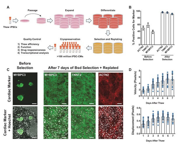 figures-and-data-in-deep-learning-detects-cardiotoxicity-in-a-high