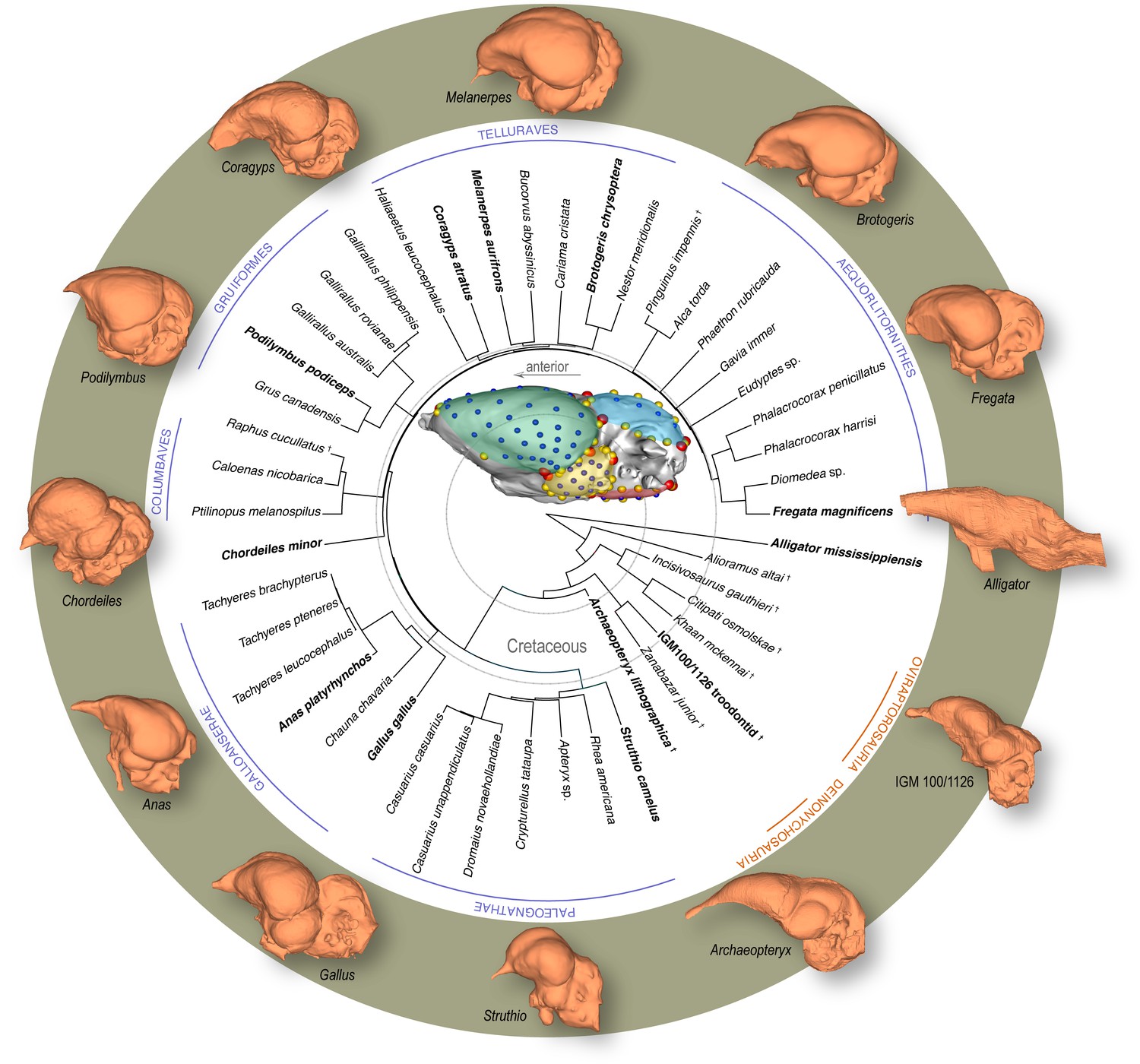 Novel neuroanatomical integration and scaling define avian brain 