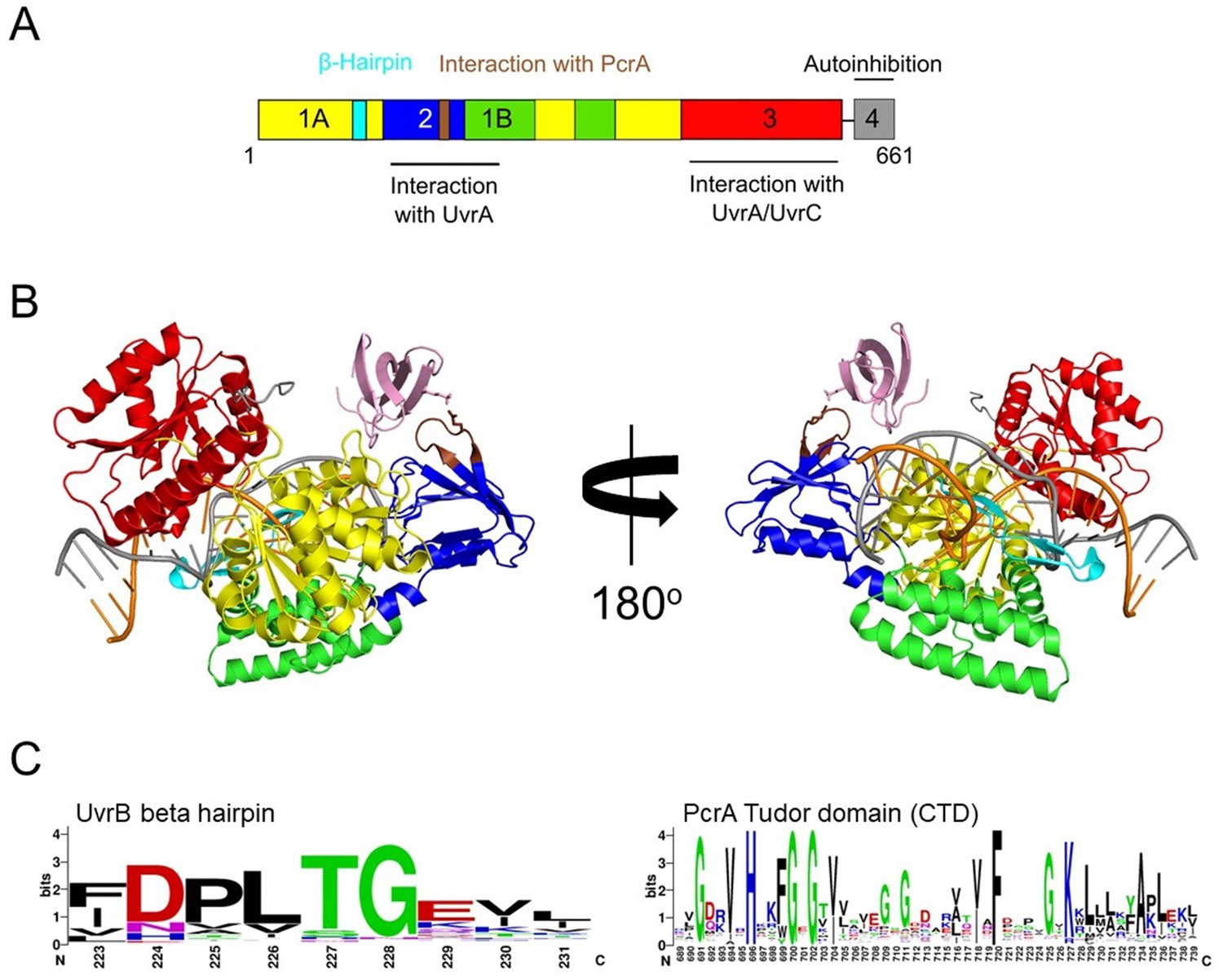 figures-and-data-in-analysis-of-the-pcra-rna-polymerase-complex-reveals