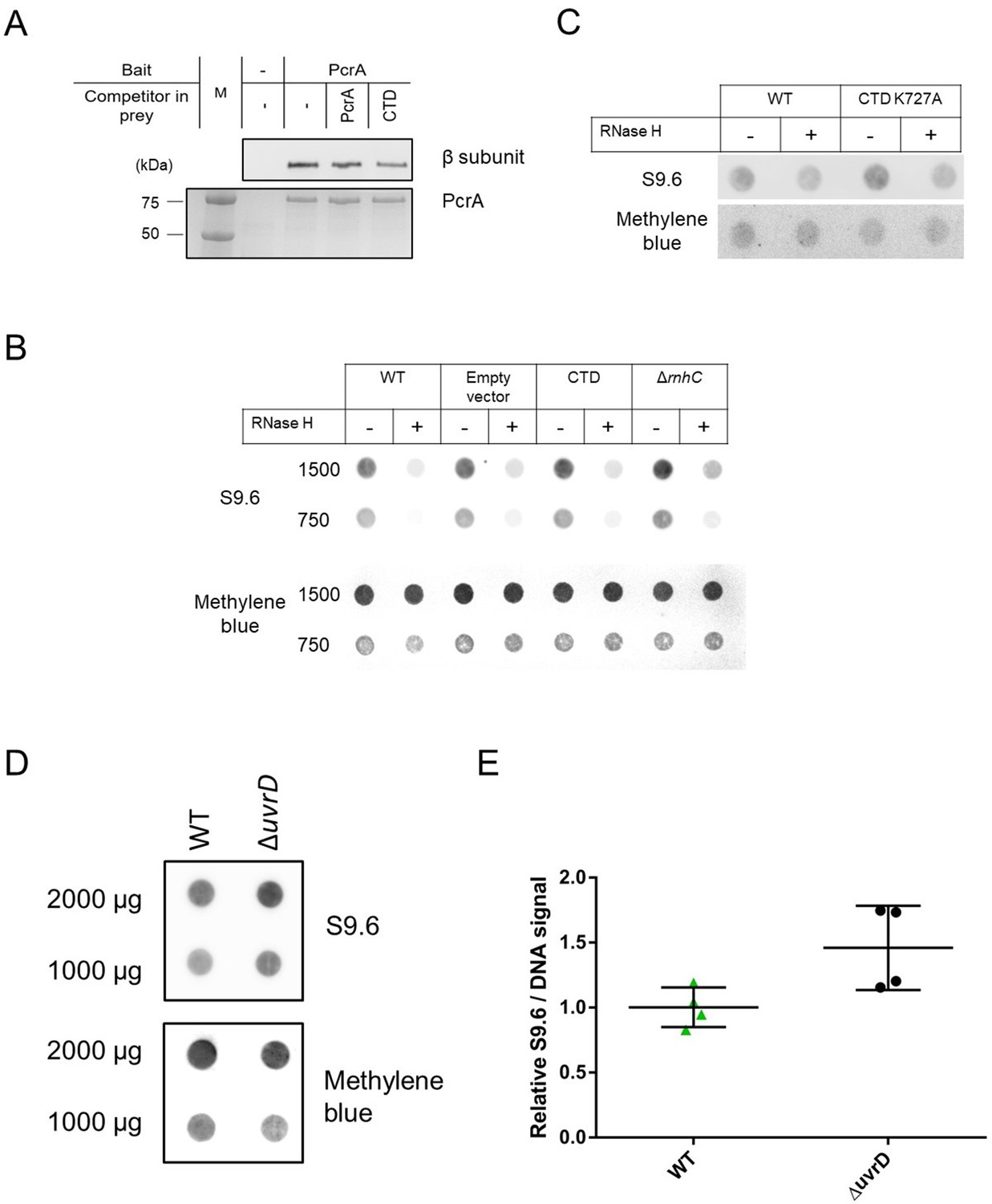 figures-and-data-in-analysis-of-the-pcra-rna-polymerase-complex-reveals