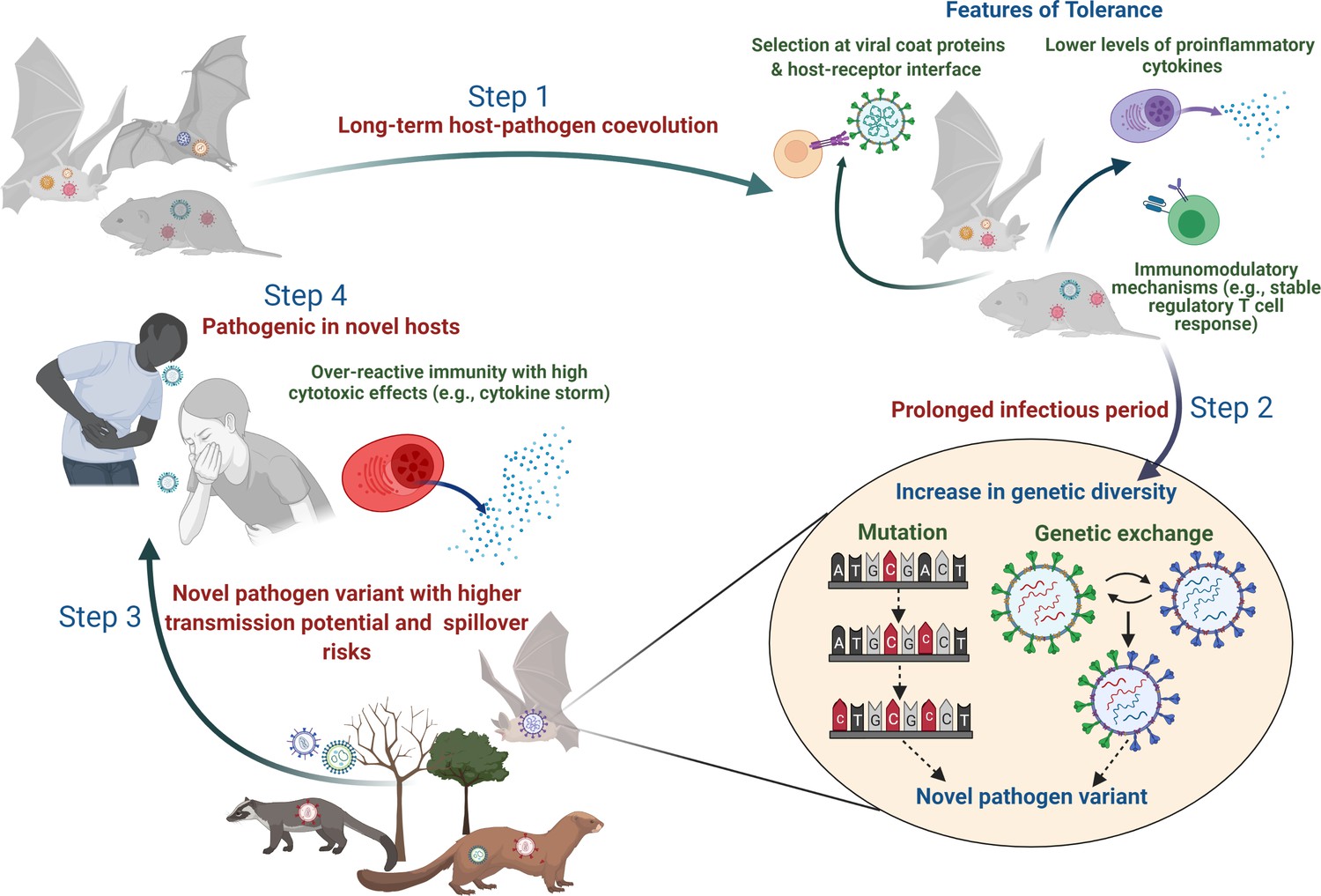 Evolution of pathogen tolerance and emerging infections: A missing ...