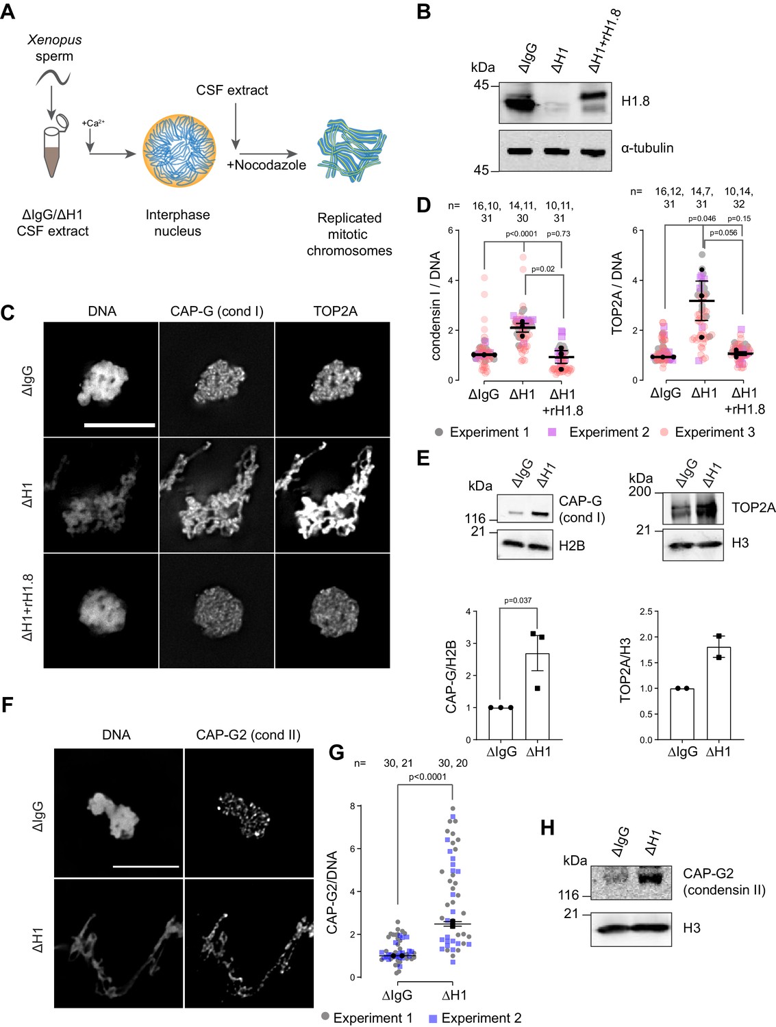 Linker histone H1.8 inhibits chromatin of condensins and DNA topoisomerase II to tune chromosome length and individualization | eLife