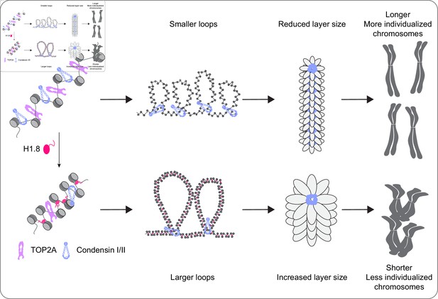 Figures and data in Linker histone H1.8 inhibits chromatin binding of ...