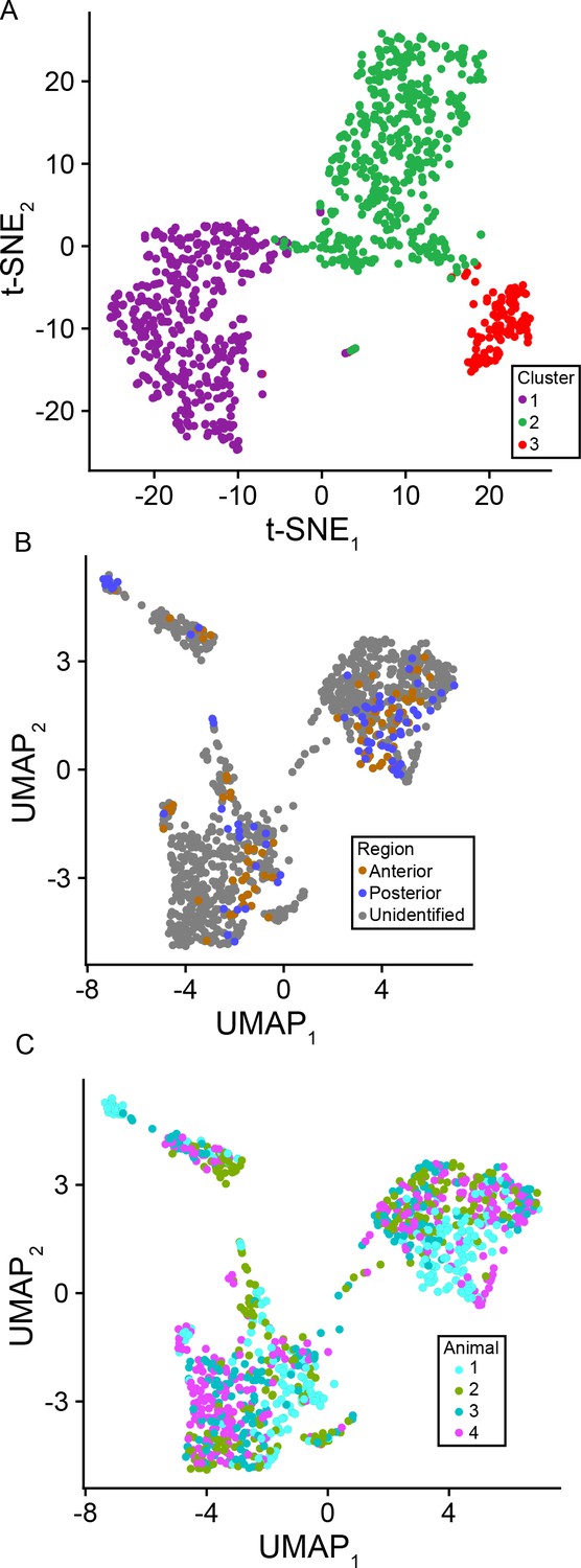 Figures and data in Spatially patterned excitatory neuron ...