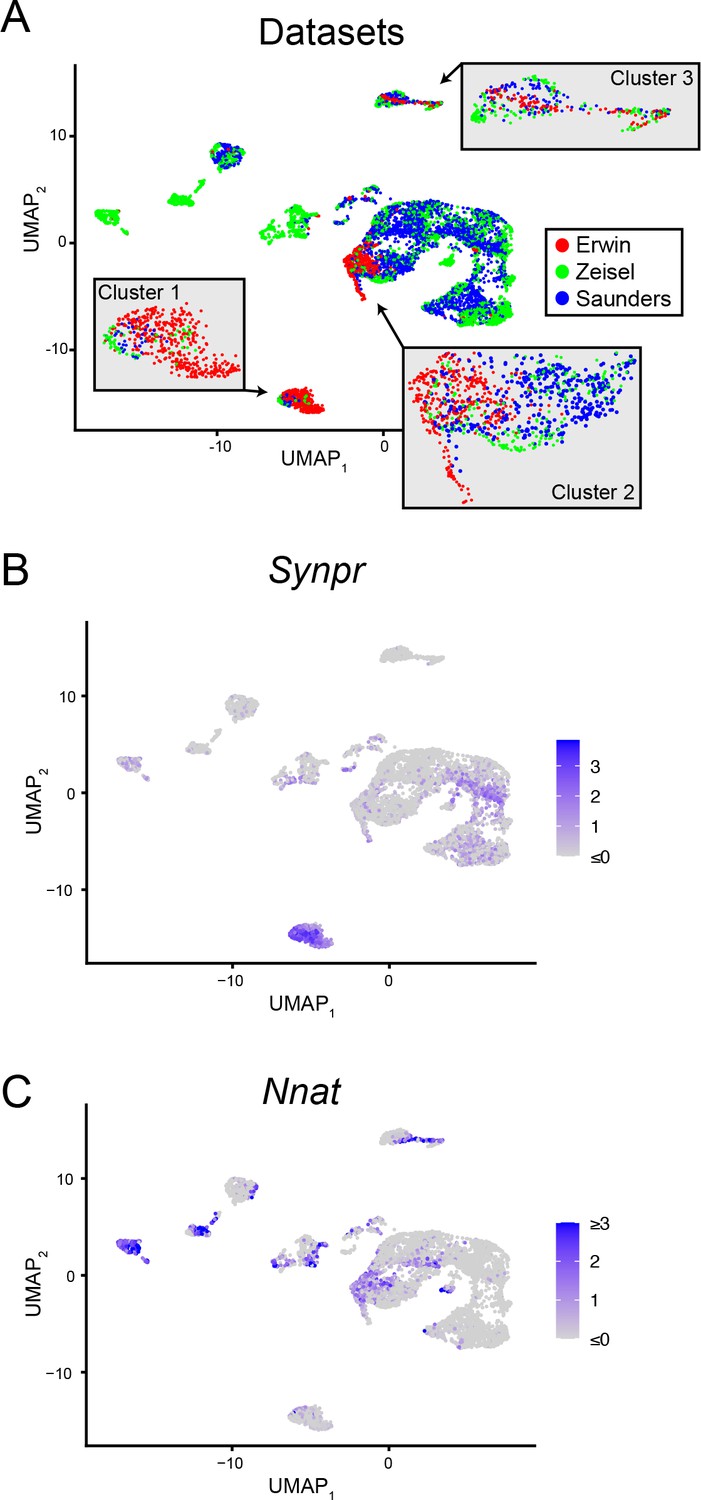 Figures and data in Spatially patterned excitatory neuron ...