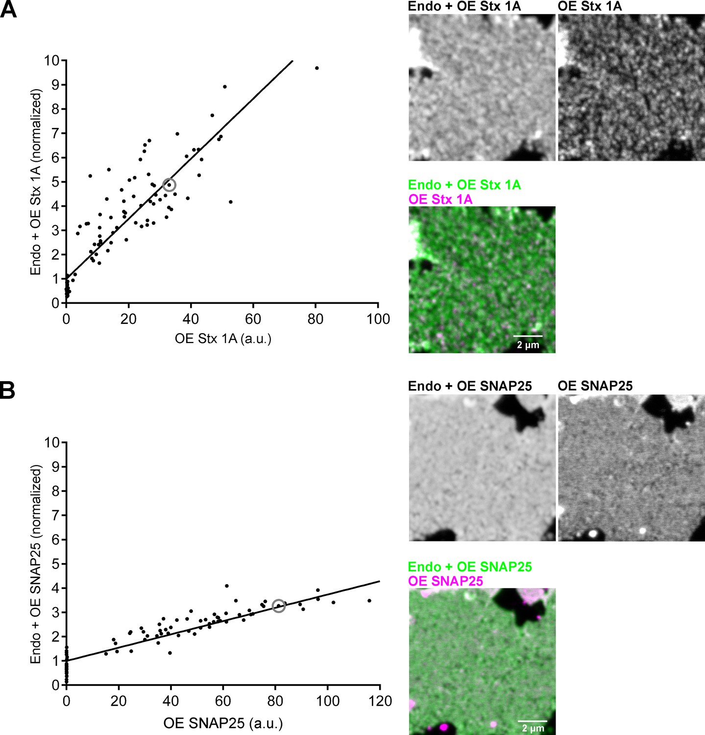 Figures And Data In The Mesoscale Organization Of Syntaxin 1a And