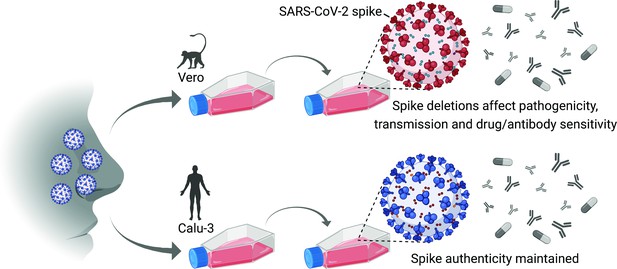 covid-19-avoiding-culture-shock-with-the-sars-cov-2-spike-protein-elife