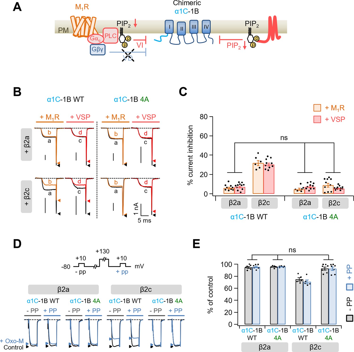 Molecular Basis Of The Pip Dependent Regulation Of Cav Channel And