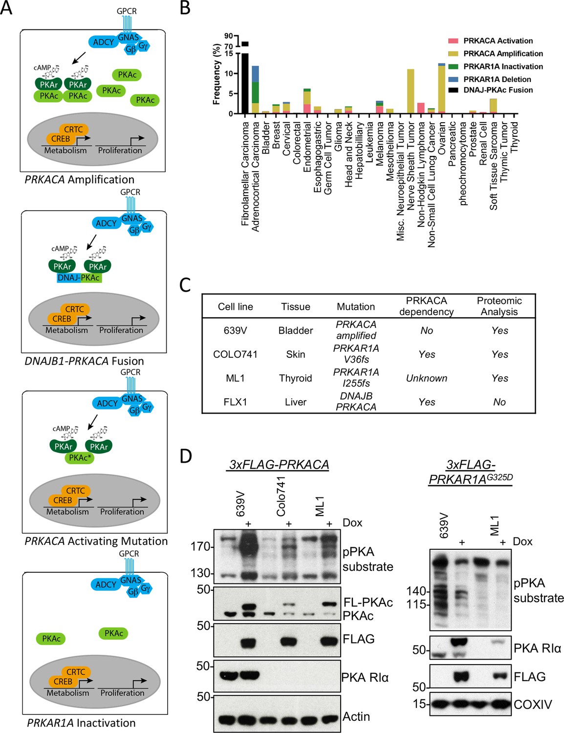 Oncogenic PKA Signaling Increases C MYC Protein Expression Through