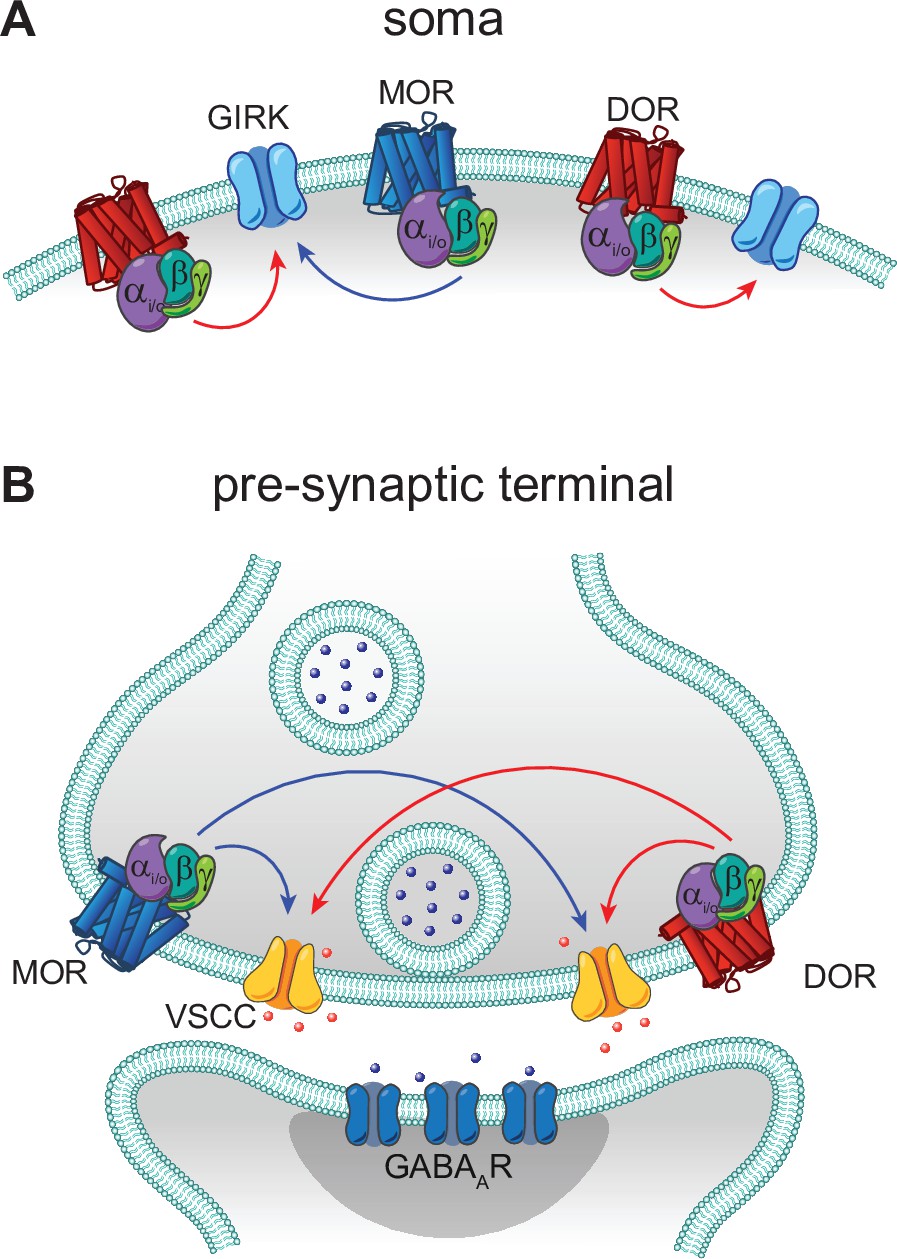 Convergent, functionally independent signaling by mu and delta 