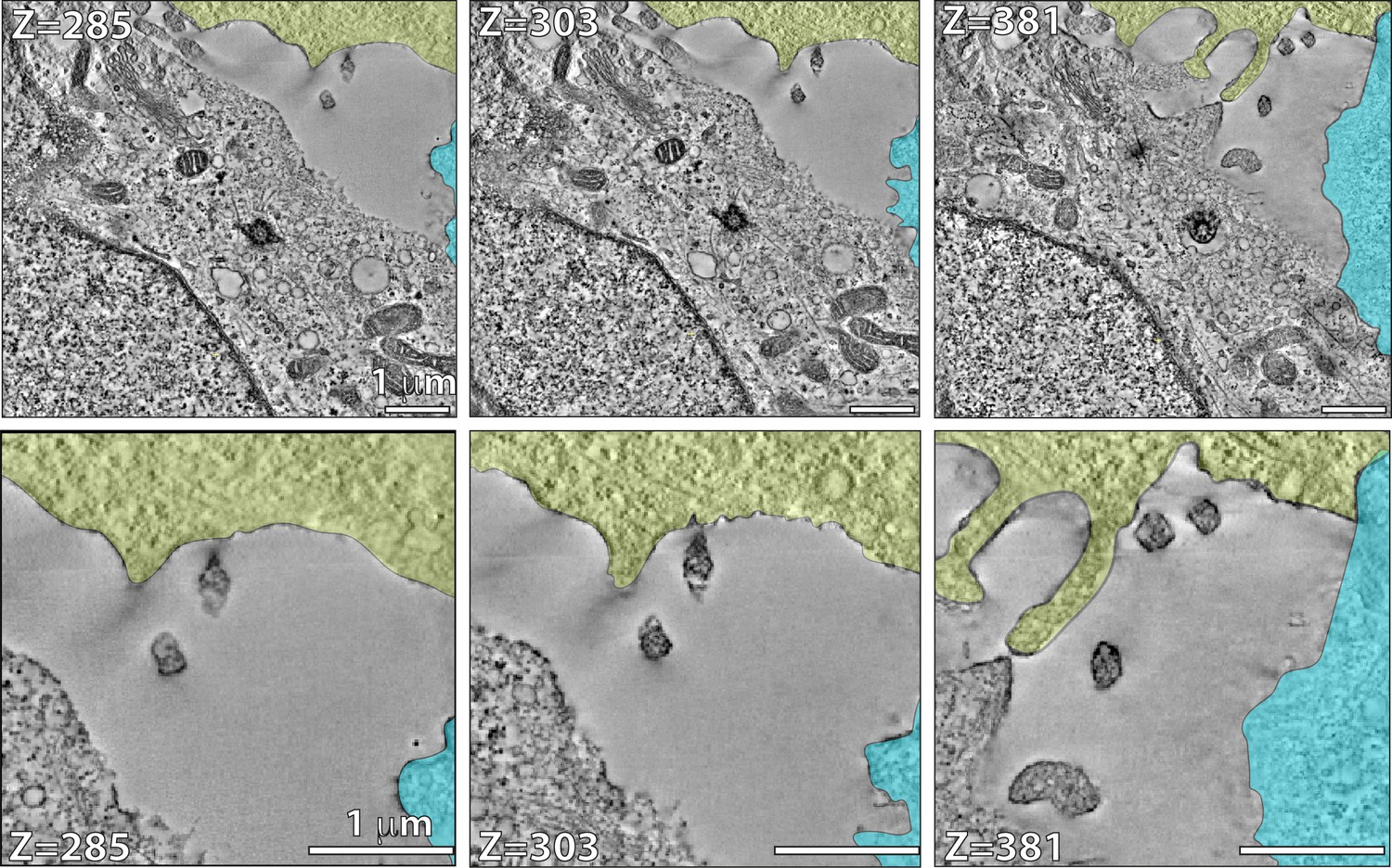 Figures And Data In A Wdr35-dependent Coat Protein Complex Transports 