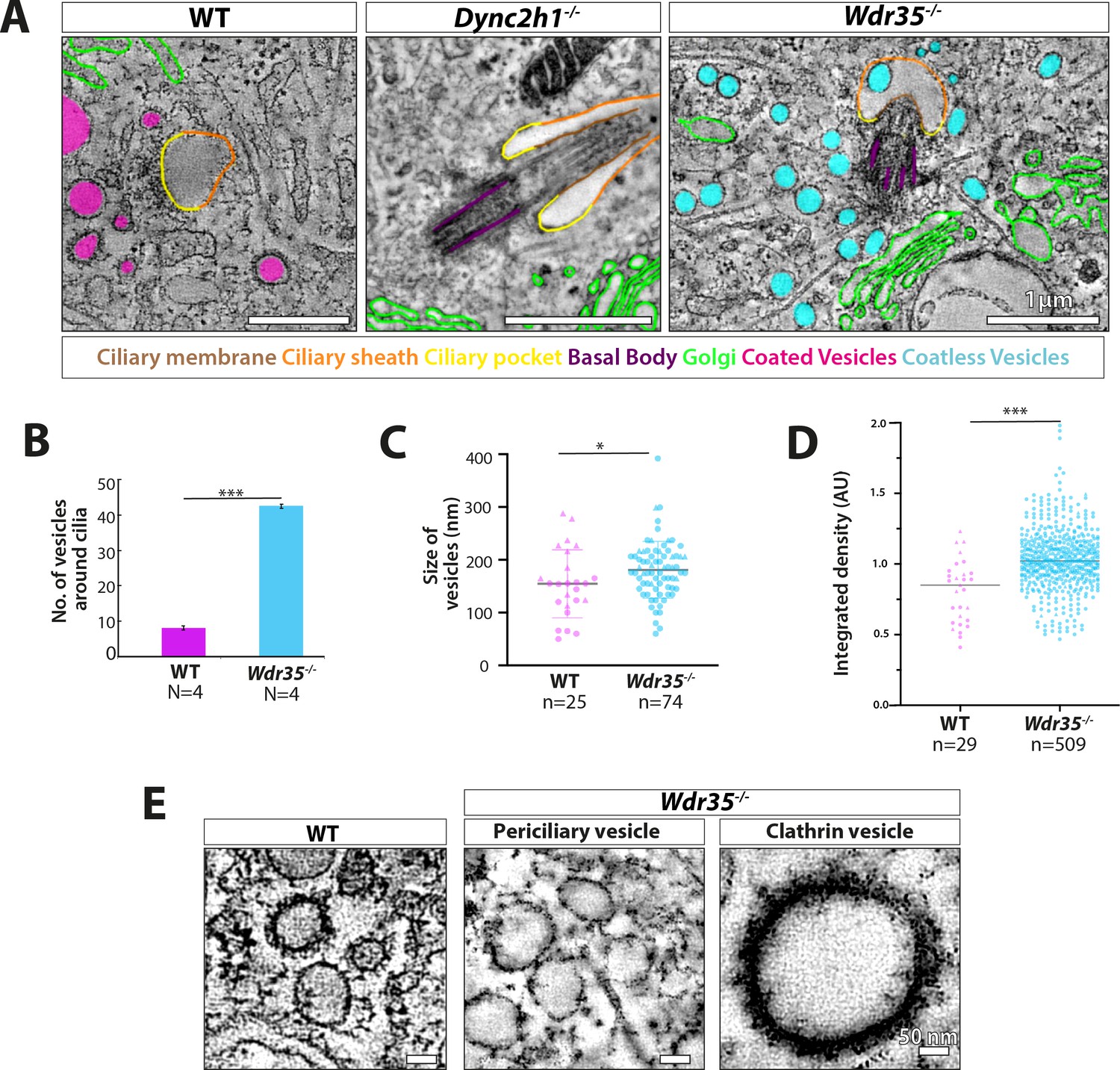 Figures And Data In A WDR35-dependent Coat Protein Complex Transports ...