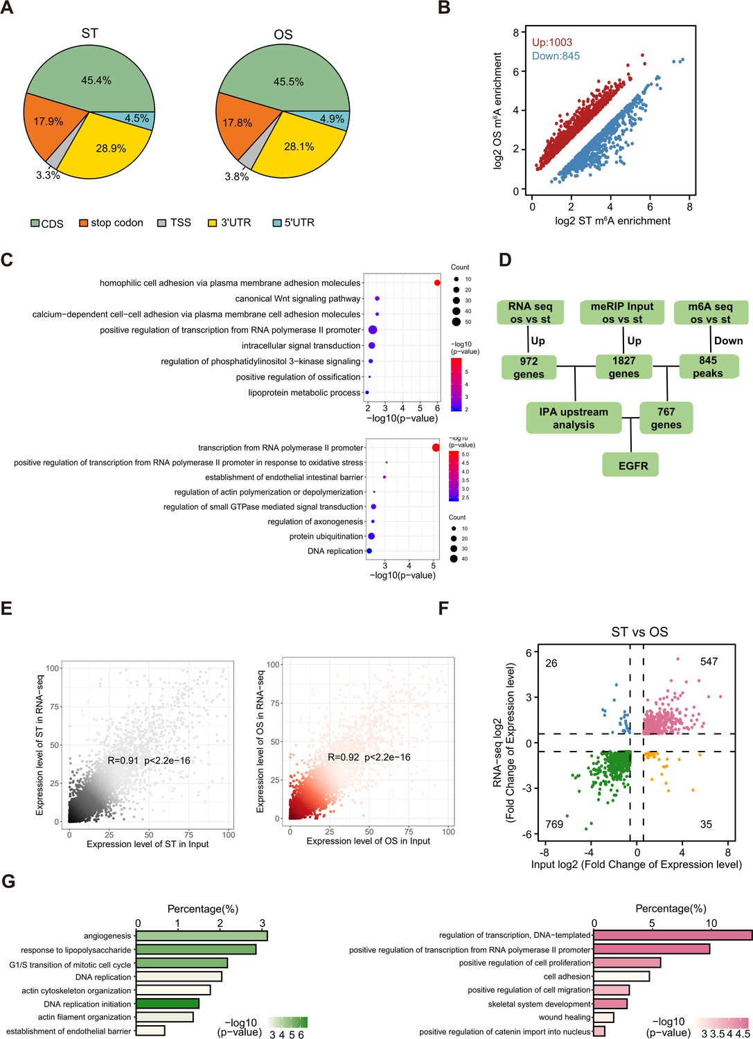 Figures And Data In Rna N Methyladenosine Modulates Endothelial