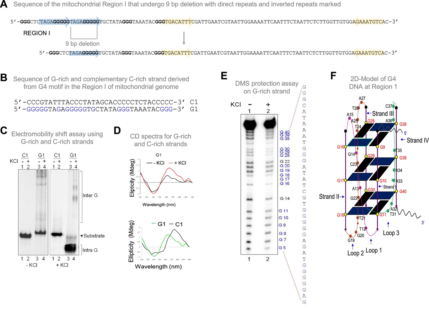 Unleashing a novel function of Endonuclease G in mitochondrial