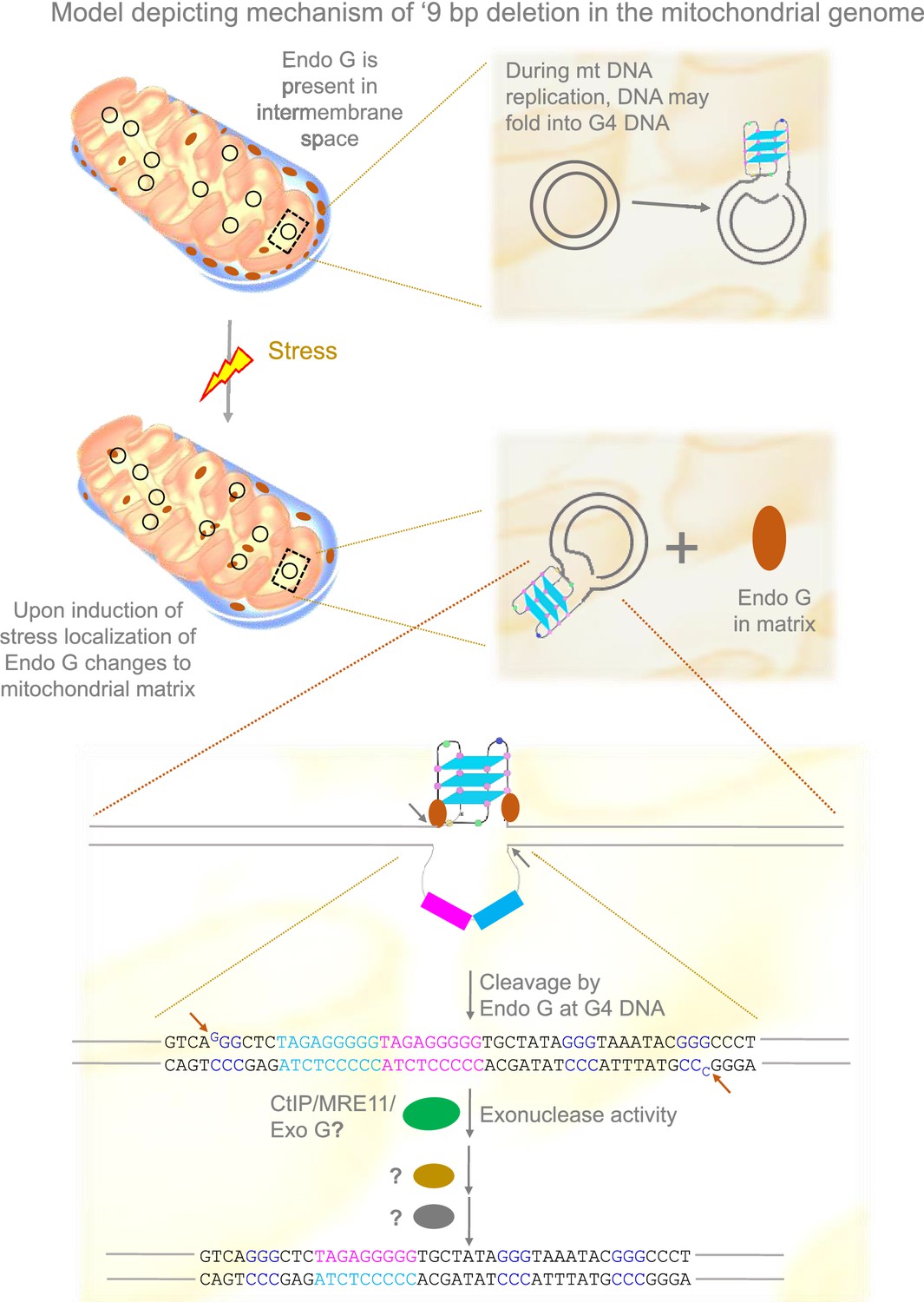 Unleashing a novel function of Endonuclease G in mitochondrial