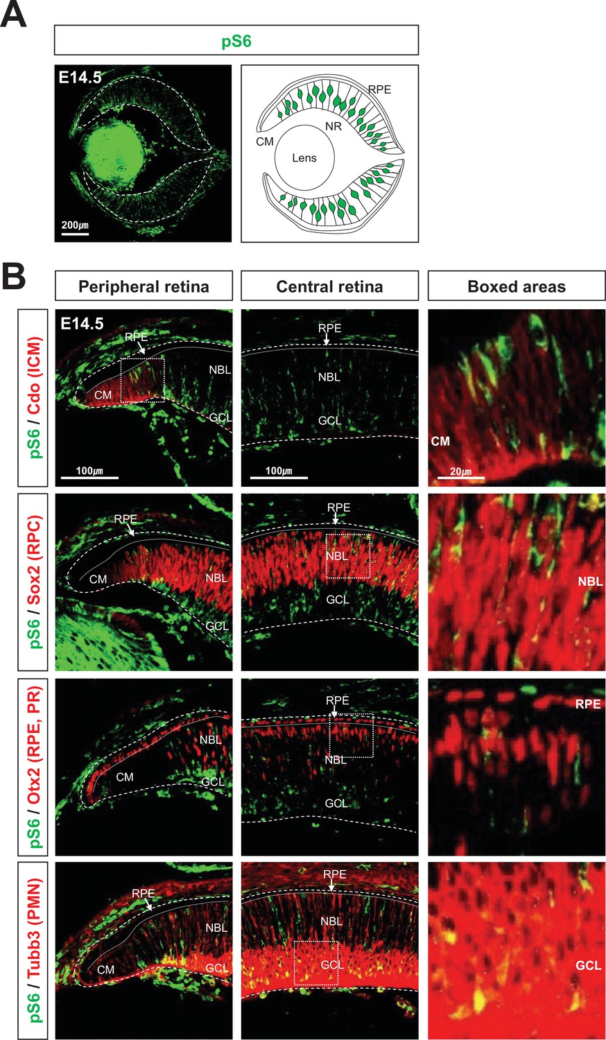 Figures And Data In MTORC1-induced Retinal Progenitor Cell ...