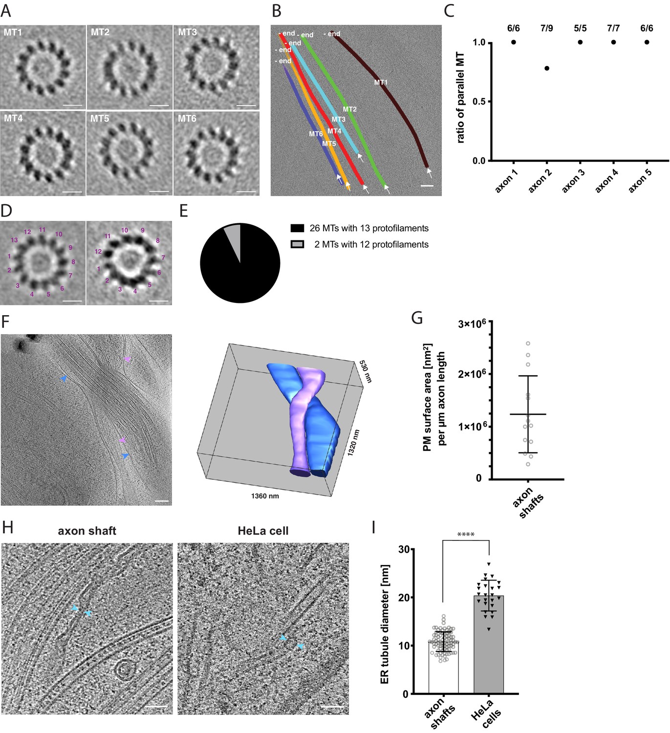 Electron Cryo-tomography Reveals The Subcellular Architecture Of ...