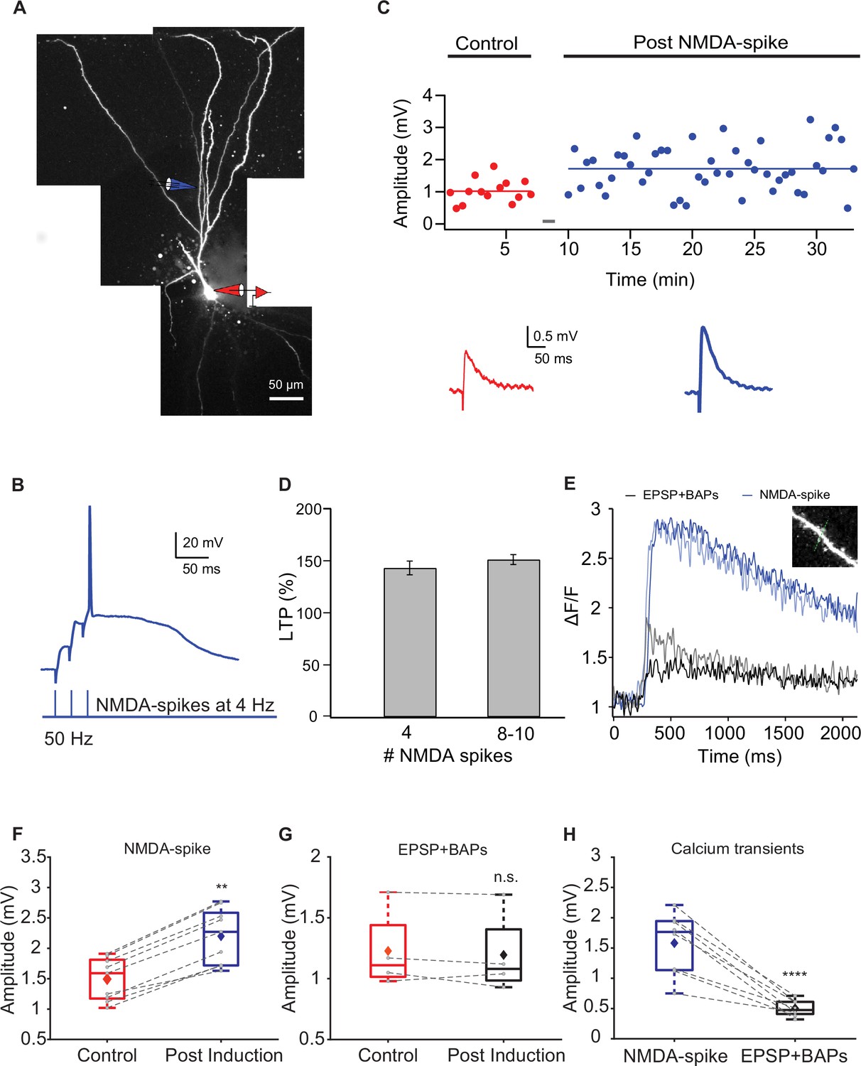 Plasticity Of Olfactory Bulb Inputs Mediated By Dendritic NMDA-spikes ...