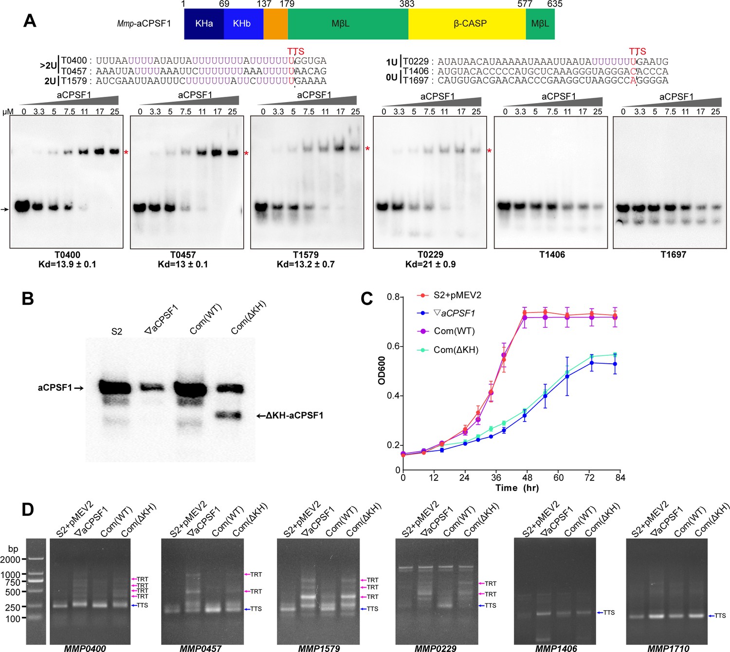 aCPSF1 cooperates with terminator U-tract to dictate archaeal ...