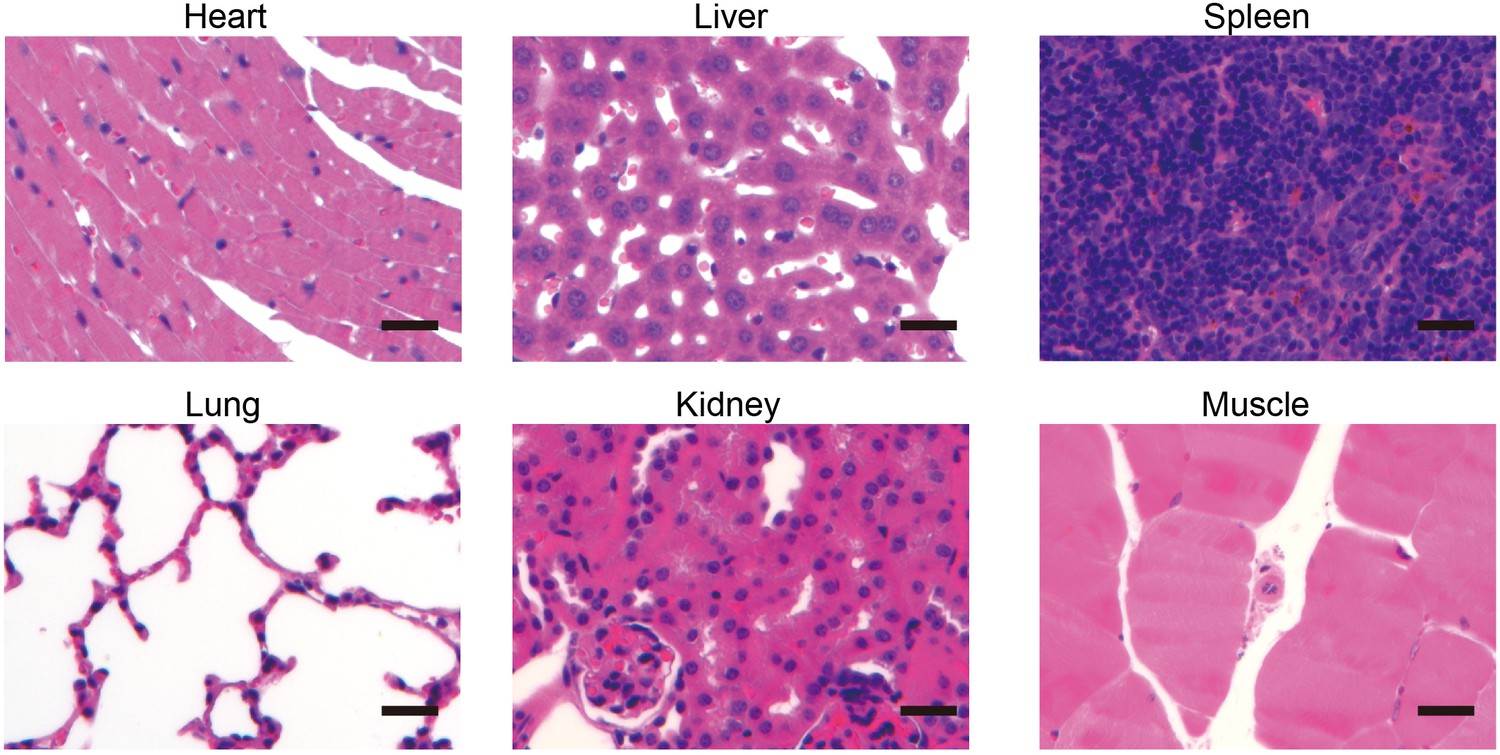 Figures and data in A pre-screening strategy to assess resected tumor ...