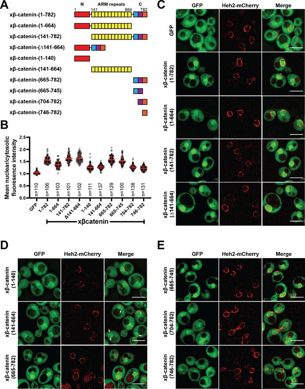 Kap-β2/Transportin Mediates β-catenin Nuclear Transport In Wnt ...