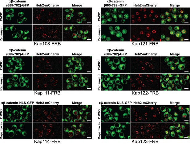 Figures And Data In Kap-β2/Transportin Mediates β-catenin Nuclear ...