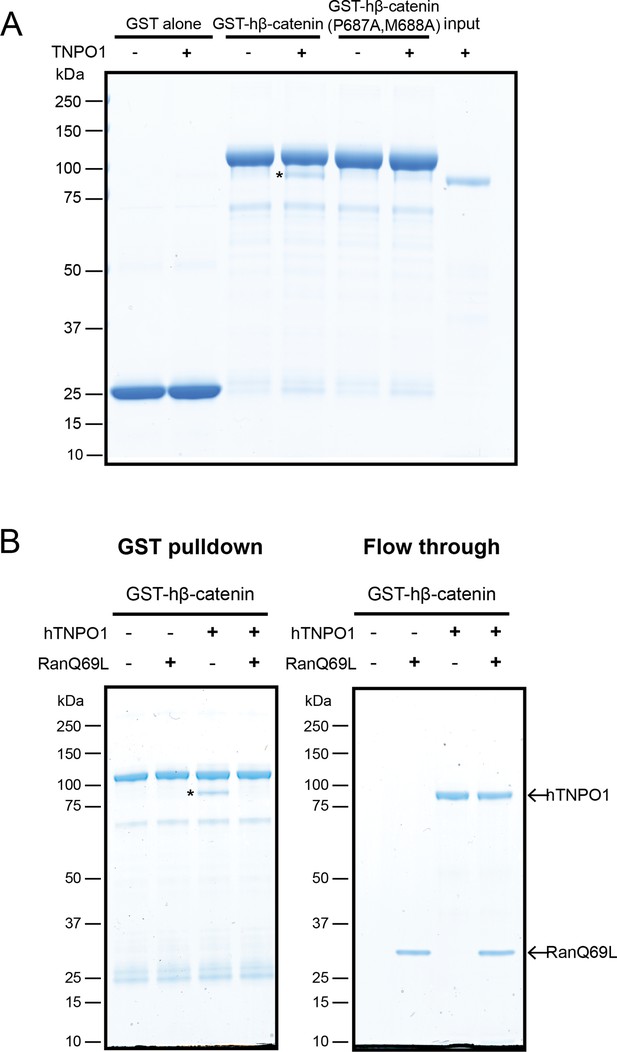 Kap-β2/Transportin Mediates β-catenin Nuclear Transport In Wnt ...