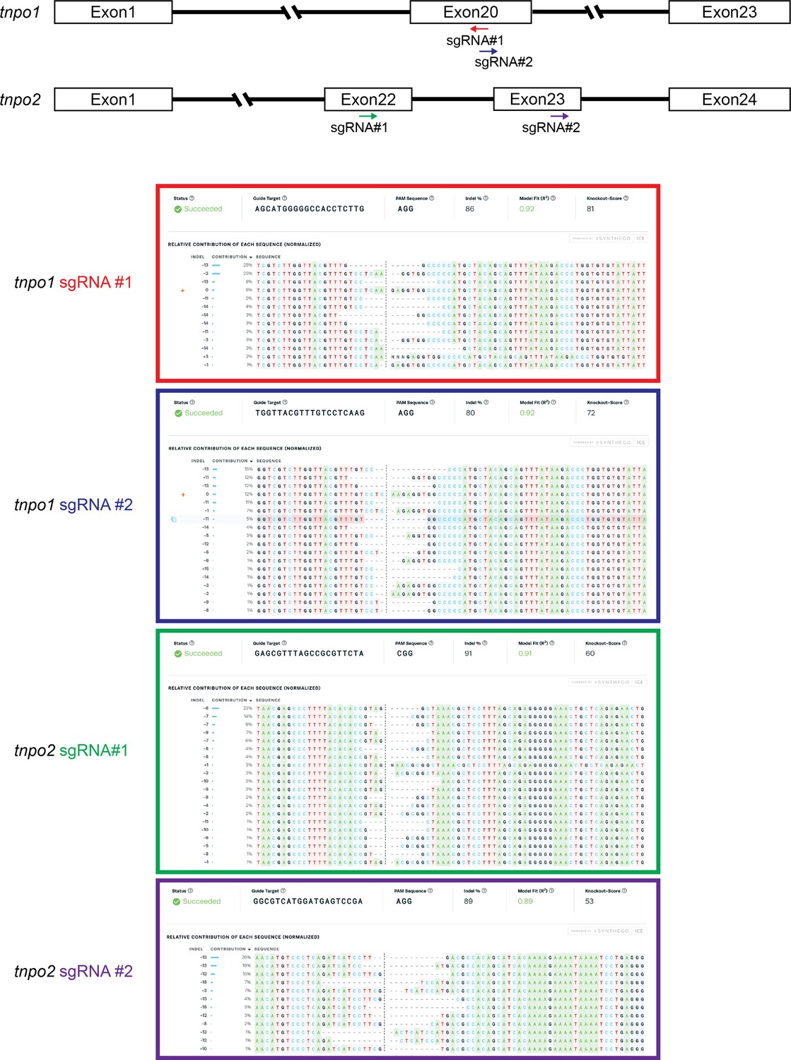 Figures And Data In Kap-β2/Transportin Mediates β-catenin Nuclear ...